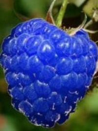 FRAMBOISIER Framboise Bleue-1.jpg