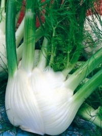 Fenouil Mammouth-1.jpg