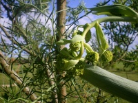 Ferula communis.jpg