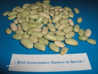 Flageolet vert Verdelys.jpg