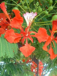 Flamboyant - Delonix Regia-1.jpg