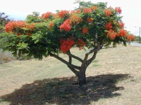 Flamboyant - Delonix Regia.jpg