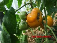 Flat head monster-1.jpg