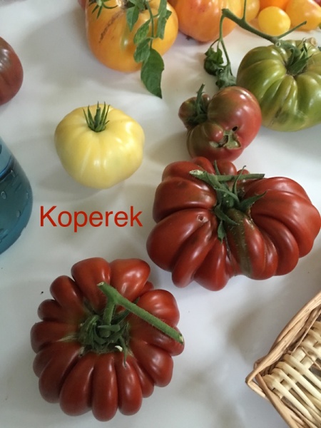 Fichier:Fleur de Réagir-2.jpg