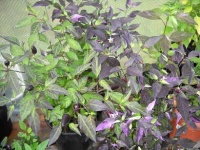 Fluorescent purple.jpg