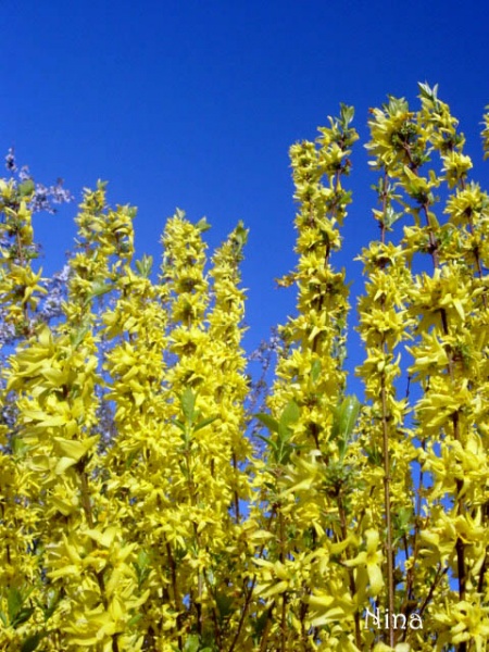 Fichier:Forsythia-1.jpg