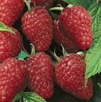 Framboisier Marastar.jpg