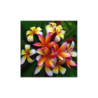 Frangipanier rouge.jpg