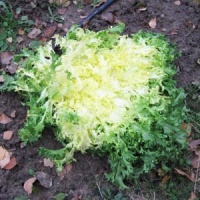 Frisée d'été à coeur jaune.jpg