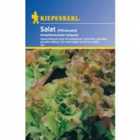 Frisée d'Amérique-1.jpg