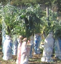 Géant de Romagne.jpg