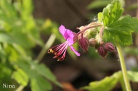 Géranium macrorrhizum-1.jpg