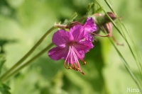 Géranium macrorrhizum.jpg