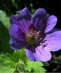 Géranium vivace 'Blue Sunrise'.jpg