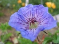 Géranium vivace Johnson"s Blue-1.jpg