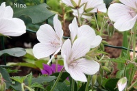 Géranium vivace Kashmir White.jpg