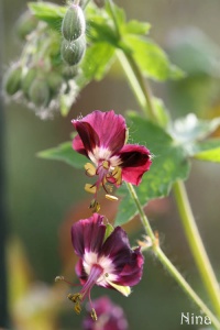 Géranium vivace Phaeum.jpg