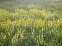 Gaillet croisette.jpg