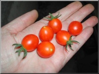 Galapagos orange.jpg