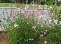 Gaura lindheimeri blanc-rosé-1.jpg