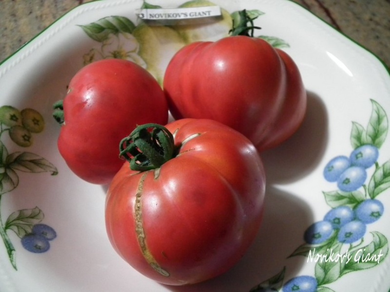 Fichier:Geante de Novikoff-2.jpg