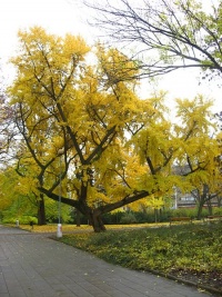 Ginkgo biloba.jpg