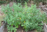 Ginseng indien-1.jpg