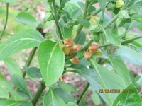 Ginseng indien-2.jpg