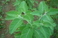 Ginseng indien.jpg