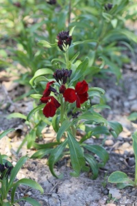 Giroflée Ravenelle « Blood Red Covent Garden »-1.jpg