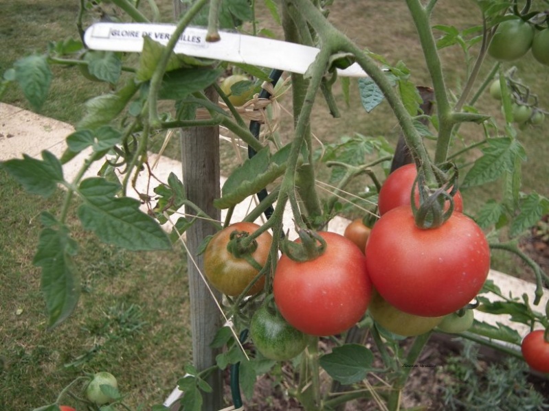 Fichier:Gloire de versailles-2.jpg