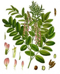 Glycyrrhiza glabra-1.jpg