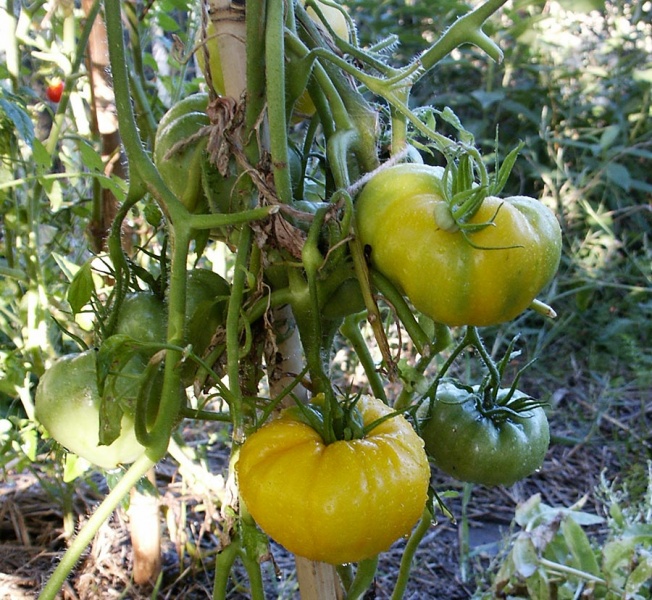 Fichier:Golden king of Sibéria.jpg