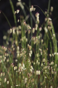 Grande Amourette.jpg