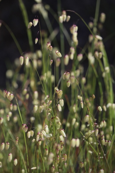 Fichier:Grande Amourette.jpg