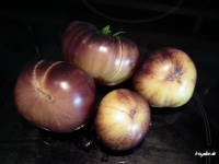 Great white blue-1.jpg