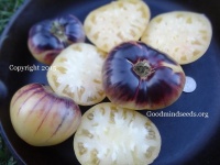 Great white blue.jpg