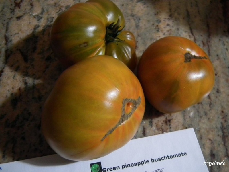 Fichier:Green pineapple buschtomate.jpg