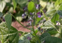 Grison de Loire-1.jpg