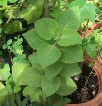 Gros Thym des Antilles-2.jpg