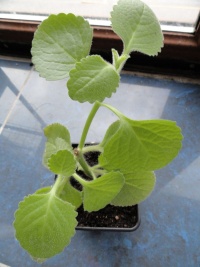 Gros Thym des Antilles.jpg