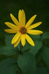 Hélianthi (helianthus strumosus)-2.jpg
