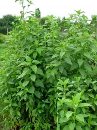 Hélianthi (helianthus strumosus).jpg