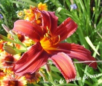 Hémérocalle crimson pirate-1.jpg