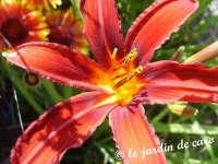 Hémérocalle crimson pirate.jpg