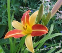 Hémérocalle frans-hall-1.jpg