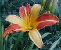 Hémérocalle frans-hall.jpg