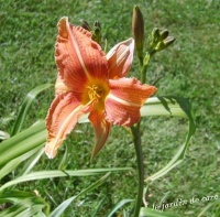 Hémérocalle orange-1.jpg
