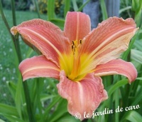 Hémérocalle orange.jpg