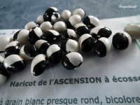 HARICOTS A ECOSSER DE LASCENSION.jpg